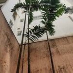 Ptychosperma macarthurii Hoja