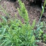 Rumex crispus Folha