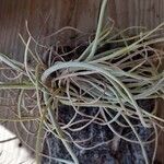 Tillandsia pseudobaileyi Hoja