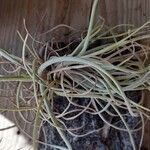 Tillandsia pseudobaileyi