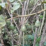 Solanum betaceum Fruit