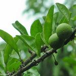Ximenia americana Fruit