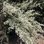 Cytisus multiflorusFleur