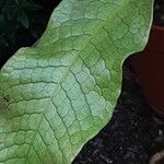 Leptochilus pteropus Leaf