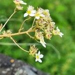 Saxifraga paniculata花