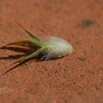 Trifolium leucanthum Other