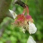 Chaenomeles speciosa ফুল