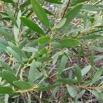 Acacia longifolia Blatt