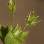 Stellaria pallida മറ്റ്