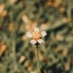 Tridax procumbens Fleur