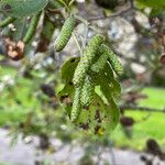 Alnus cordata Fruit