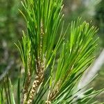 Pinus halepensis Blad