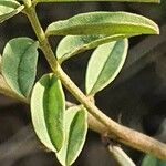 Indigofera arrecta Leaf