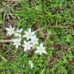 Ornithogalum gussonei Flor