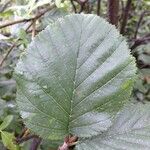 Alnus alnobetula Liść