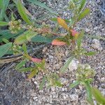 Gisekia pharnaceoides Hoja