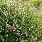 Trifolium purpureum List