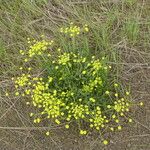 Lomatium triternatum Habit