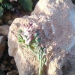 Fumaria parviflora Virág