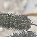 Phleum alpinum Flower