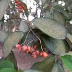 Cotoneaster glaucophyllus Fruit