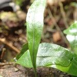 Microgramma mauritiana Leaf