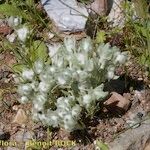 Bombycilaena discolor Habit