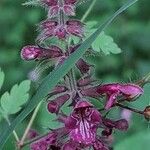 Stachys sylvatica Fleur