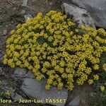 Alyssum alpestre Yeri