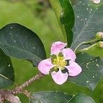 Malpighia glabra Квітка