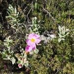 Cistus albidus Habitus