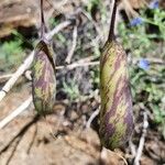 Crotalaria laburnifolia Fruit