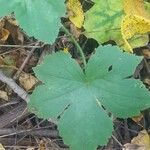 Ranunculus recurvatus Leaf