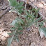 Centaurea acaulis Hábito