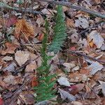 Dryopteris cristata Habit