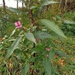 Impatiens glandulifera Характер