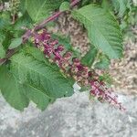 Phytolacca americana Frucht