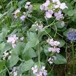 Arabidopsis cebennensis Blomst