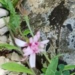 Crepis rubra Corteza