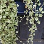 Dichondra argentea Φύλλο