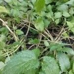 Lamium flexuosum List