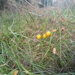 Solanum carolinense Fruto