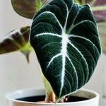 Alocasia reginulaFoglia