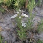 Teucrium pseudochamaepitys Habitus