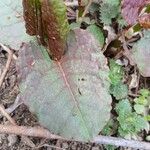 Reynoutria japonica Flor