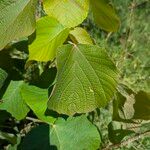 Alchornea davidii Hoja