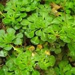 Saxifraga spathularis Leaf