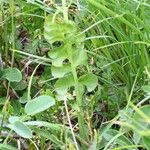 Botrychium lunaria 花