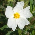 Cistus monspeliensis Blomst