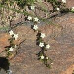 Arenaria biflora Květ